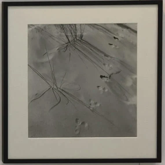 Dunes at Bergen, 1936, unique signed silver print 38x39cm