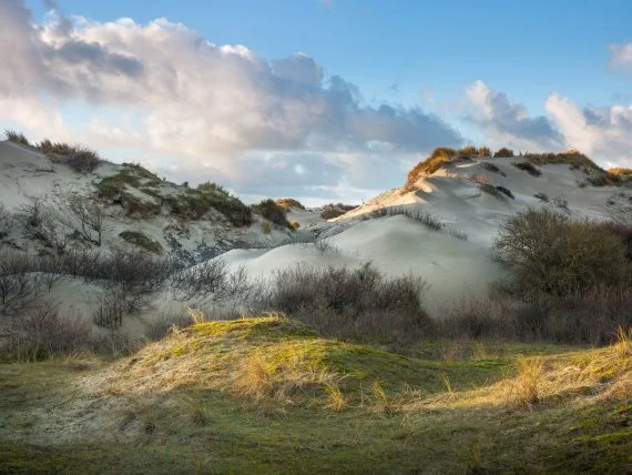 Dunes at Meijendel  #8352, December 2017, print size 84x112cm