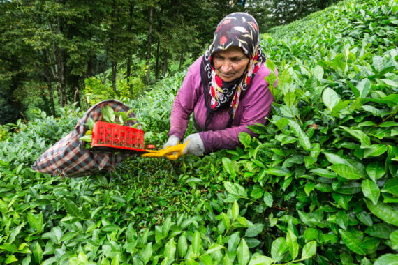 Tales from the Black Sea: Turkey  Büyükköy, Rize province