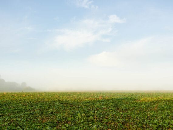 River IJssel #12, 2024, print size 57x76cm