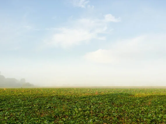 River IJssel #12, 2024, print size 57x76cm